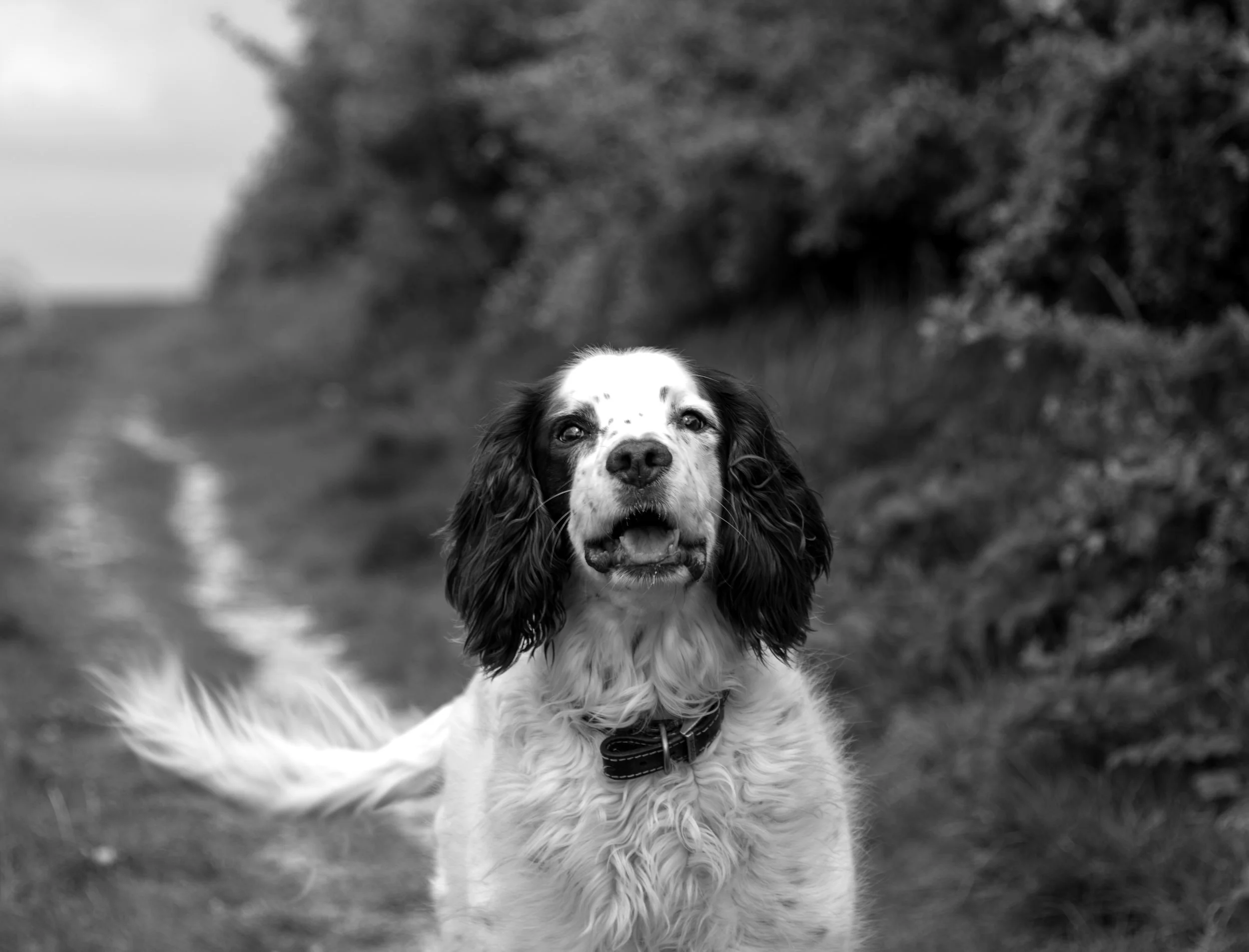 Spaniel wagging its tail on The Downs.jpg