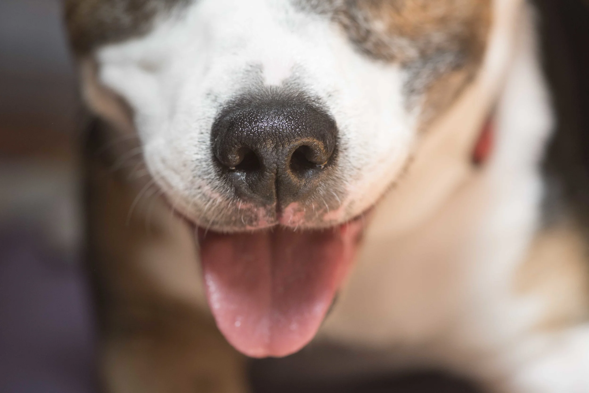 Close up of dog panting for web.jpg