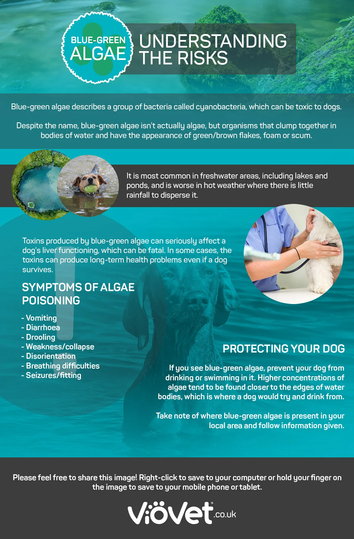 Blue green algae.jpg