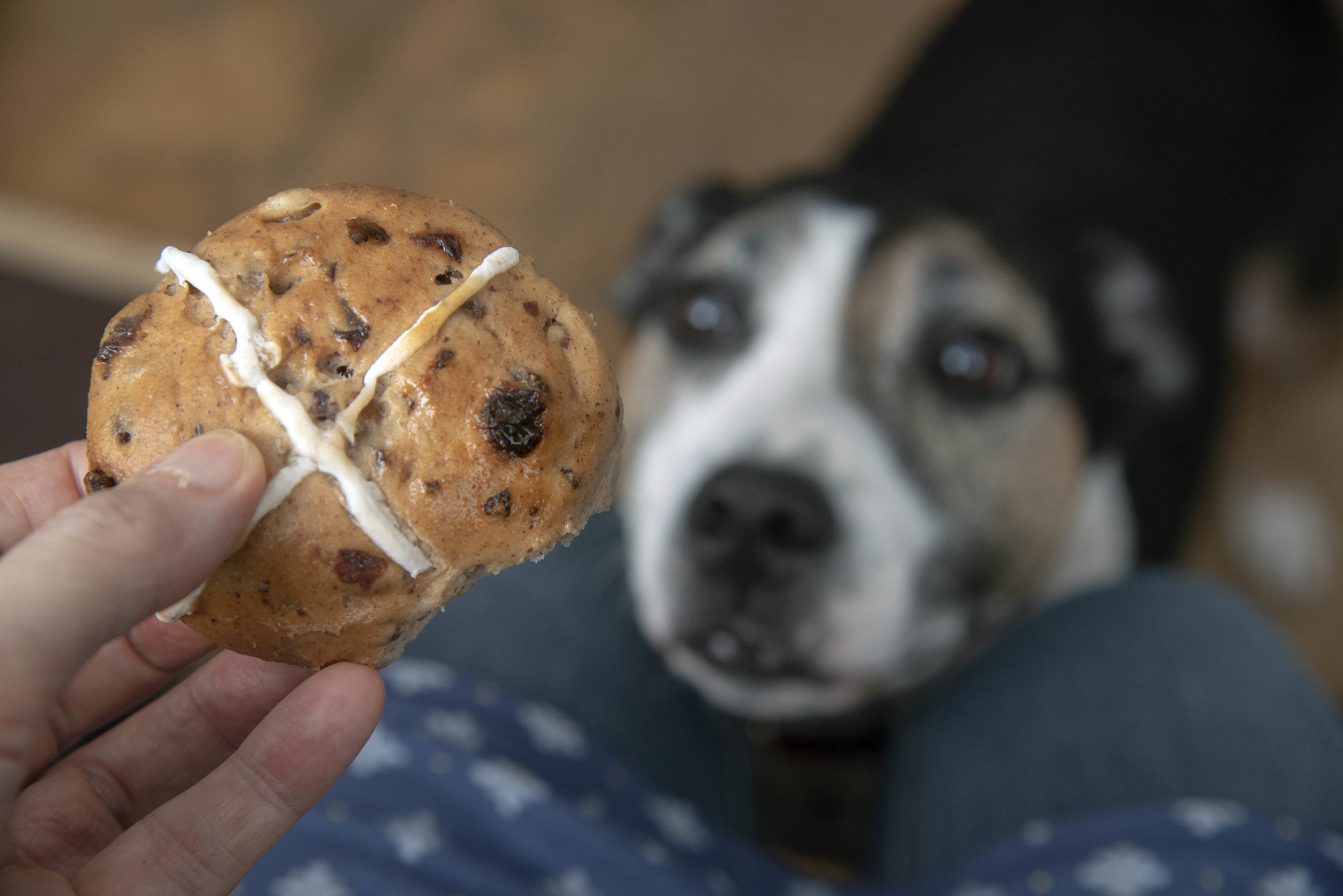The dangers of hot cross for dogs at Easter