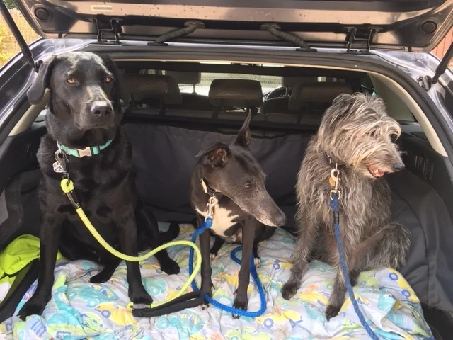 Travelling abroad with your dog