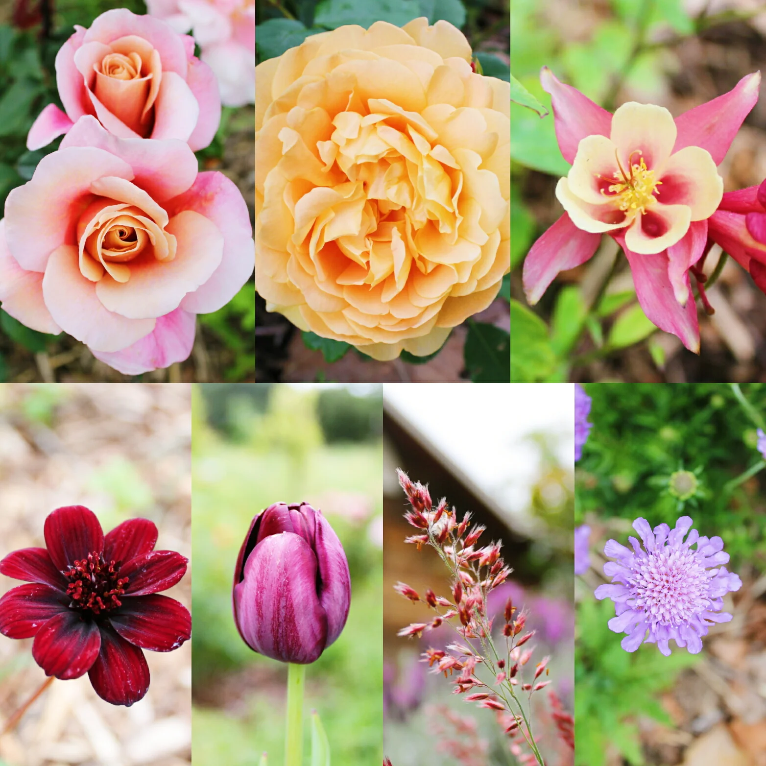 Flower Farmers in Sonoma