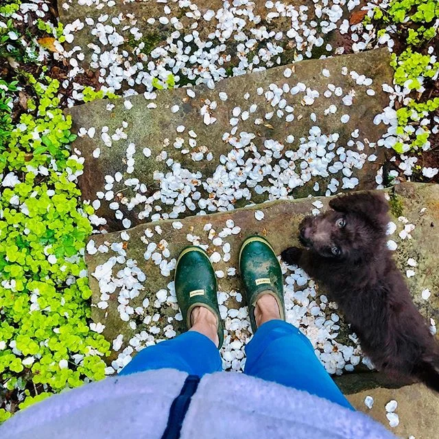 Blossoms scattered everywhere reminding us how fleeting &amp; sweet pleasure is, in this case the visual and aromatic pleasure of apple blossoms, seducing the bees to make way for fruit. #alliswell #spring #appletrees #puppybreath