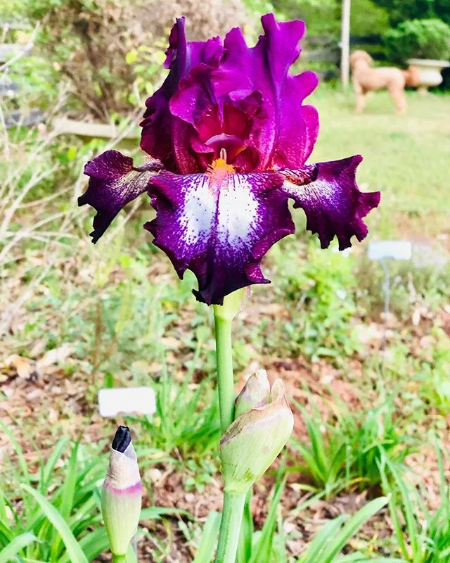 Look who blossomed yesterday. I&rsquo;ve been inspired to work in the yard, creating a vegetable garden- and feeling connected to the earth. Playing in the soil brings a whole new level of appreciation for farmers &amp; all those involved in providin