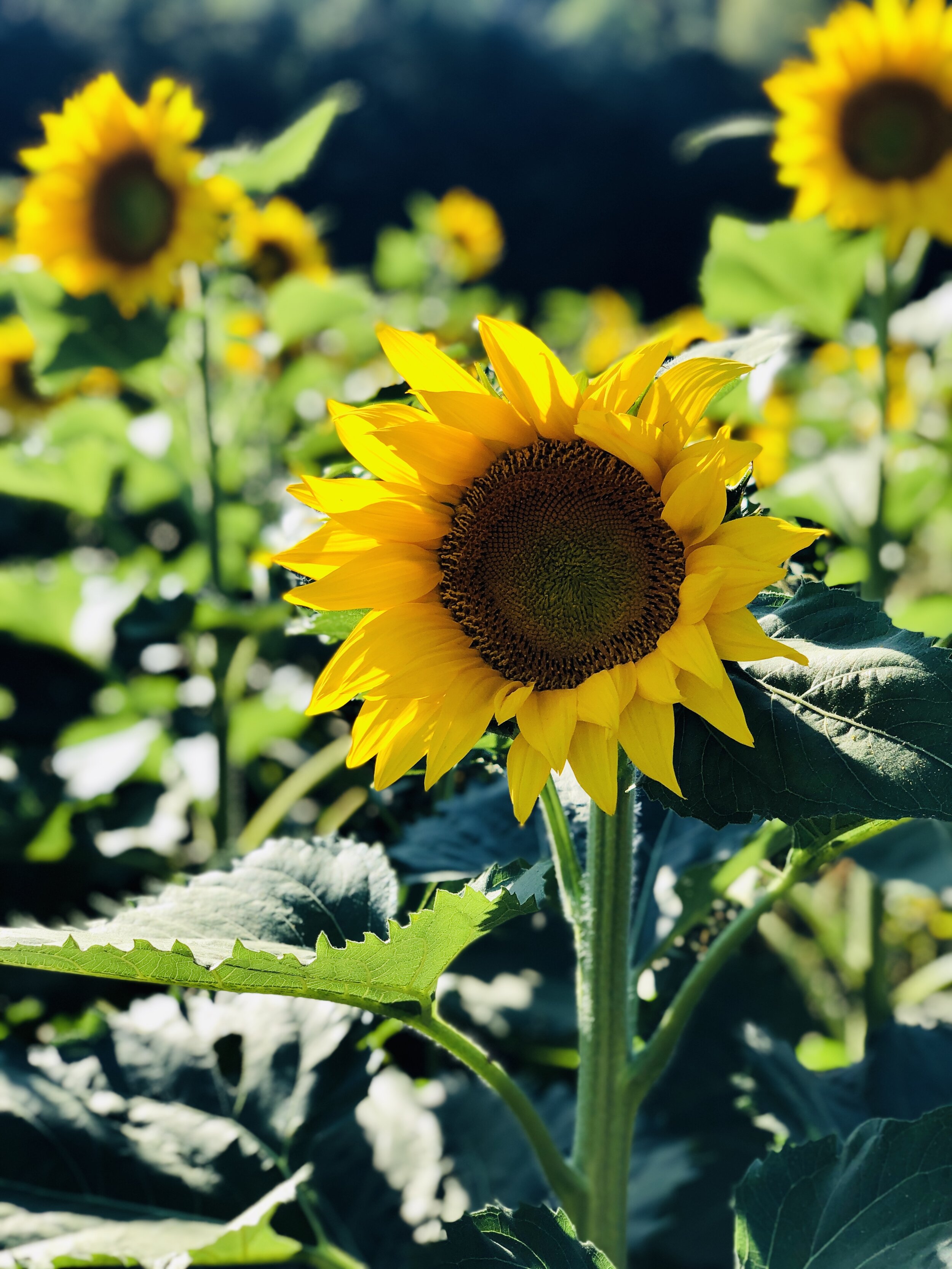 Sunflower Meditation (freebie! - Digital Download .mp3)