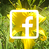 yellow-facebook.png