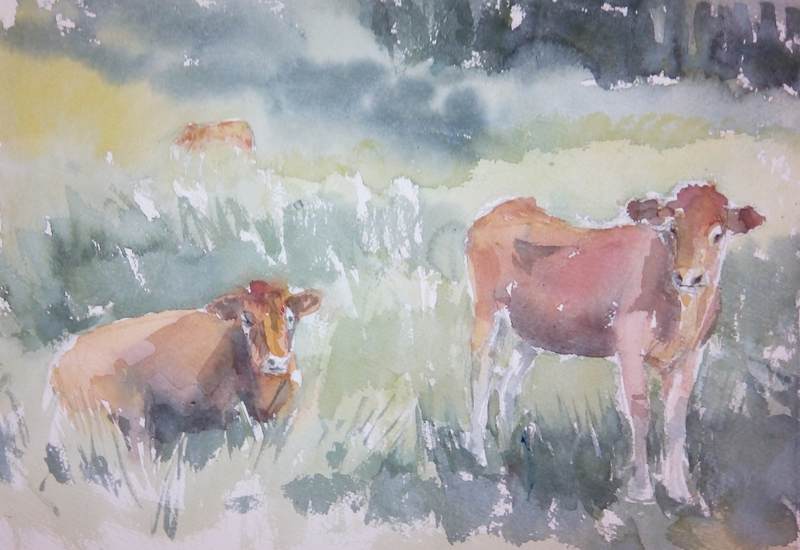 Cows in Field