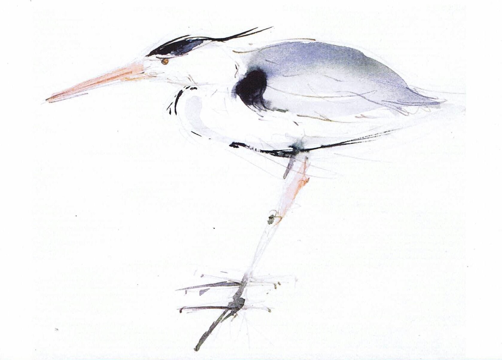 C1. Heron.jpg