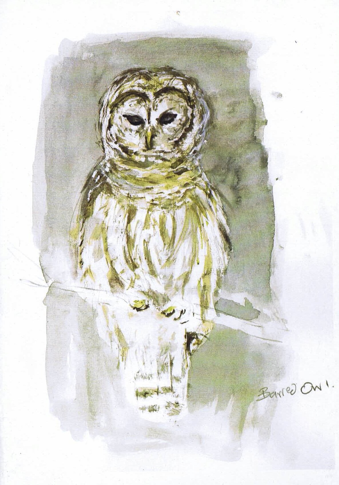 C3. Barred Owl.jpg