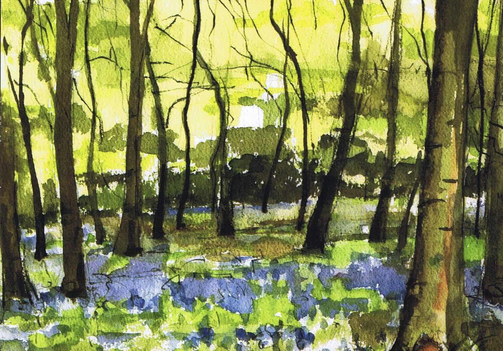 C5. Bluebell Woods.jpg