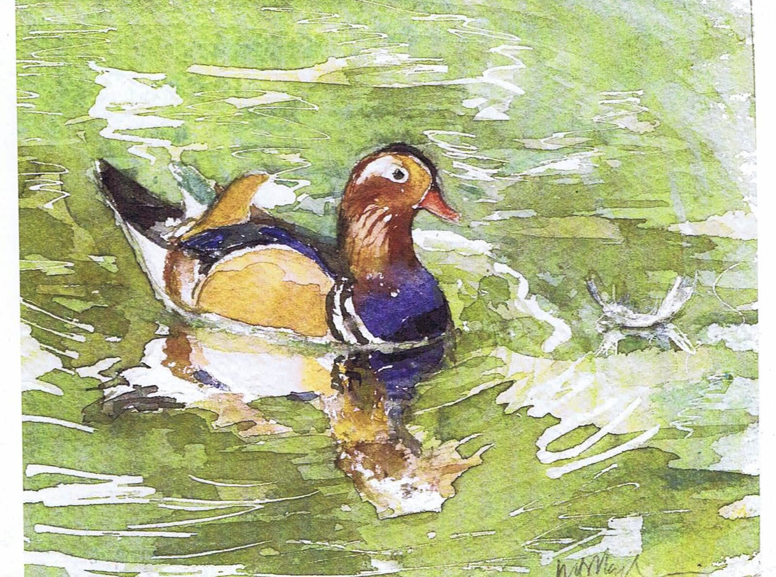 C8. Mandarin Duck.jpg