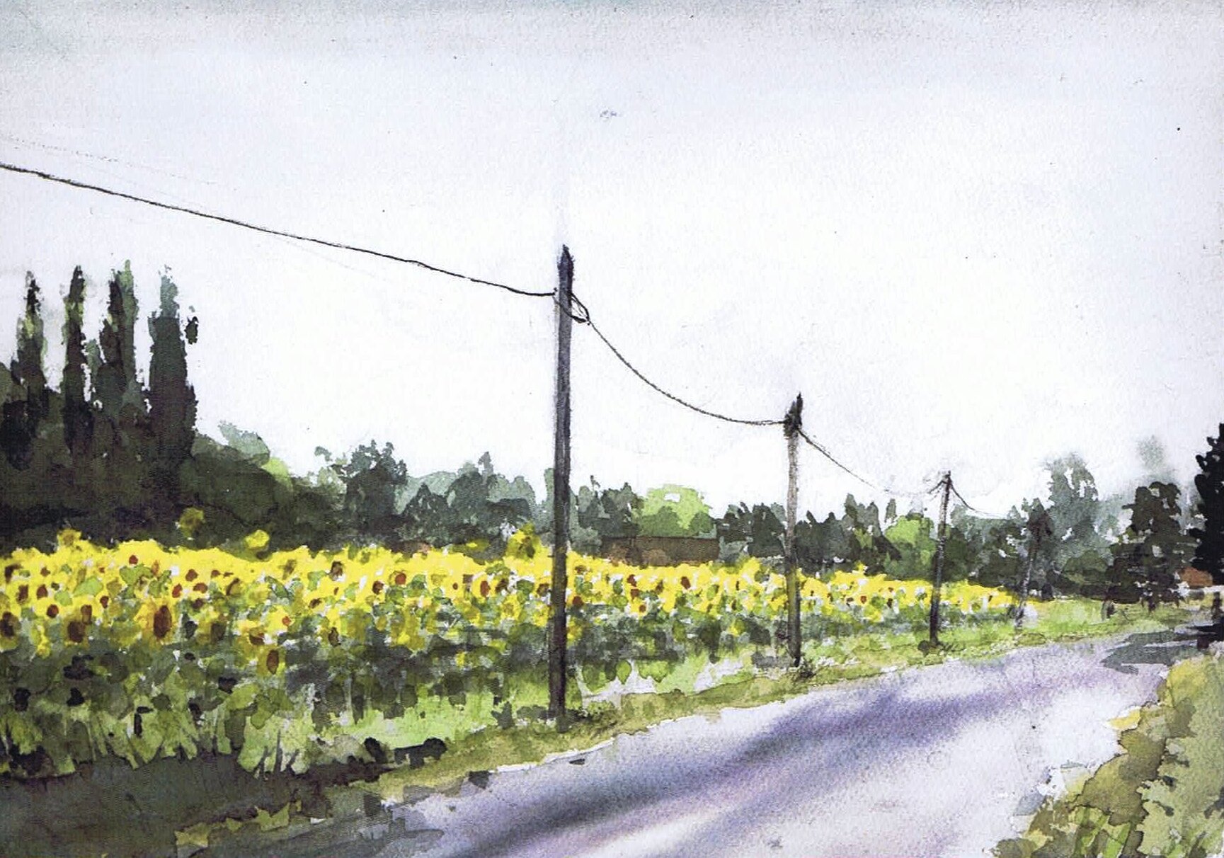 sunflower path.jpg