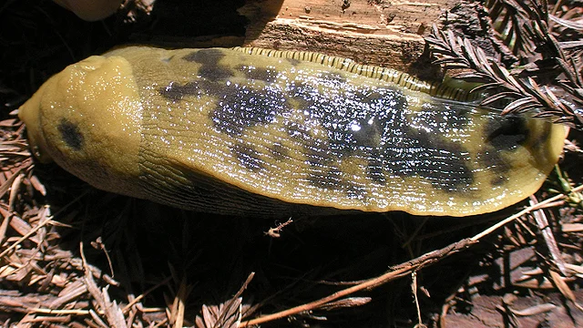 slug.jpg