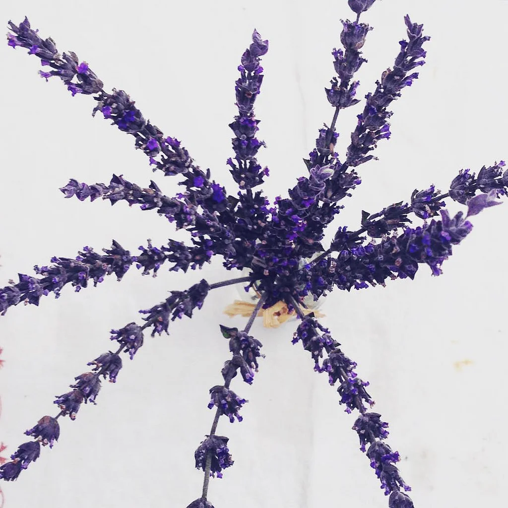 February 2016 Mandala - branching fragrantly from my center