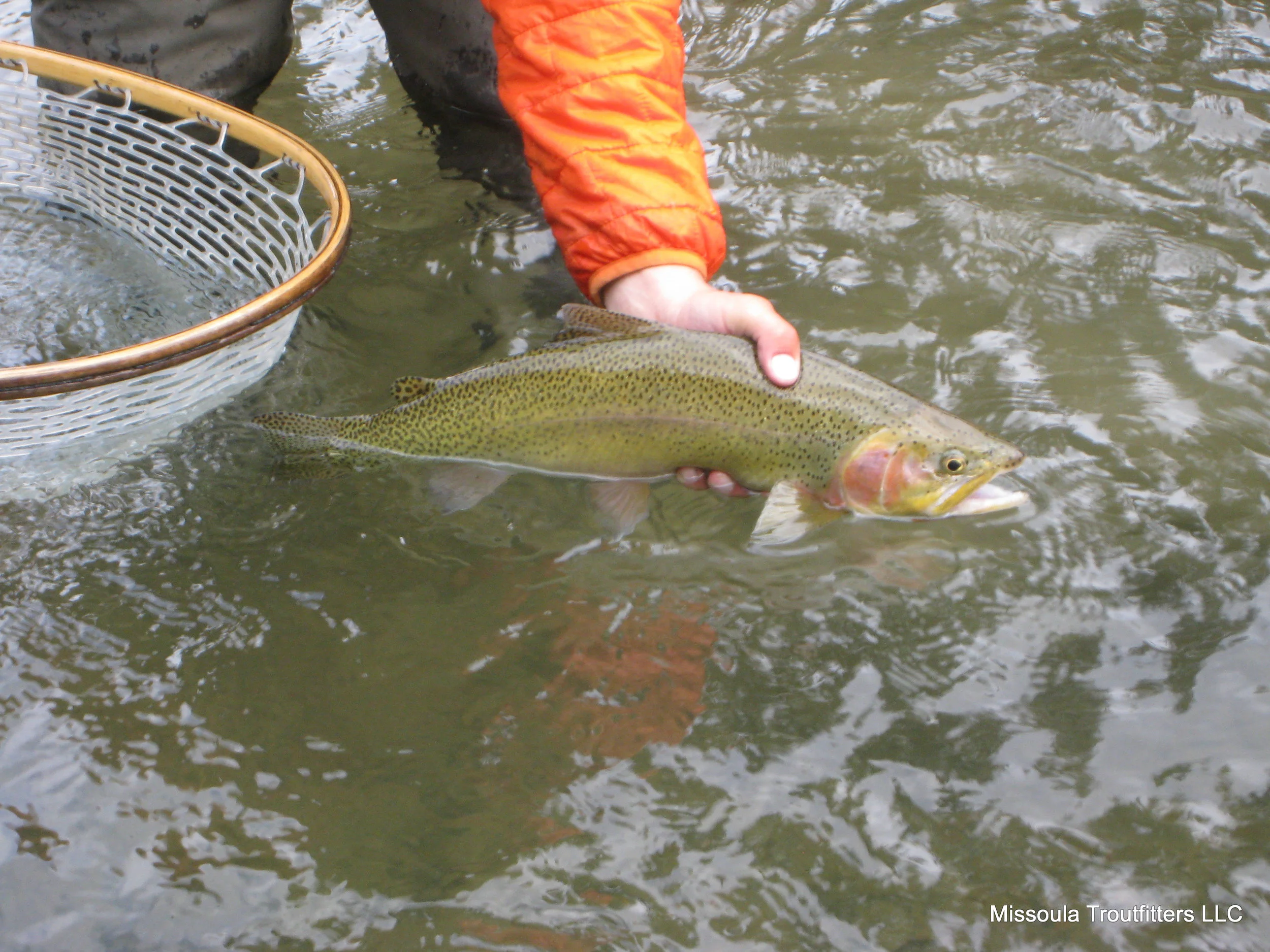 Cutbow.JPG