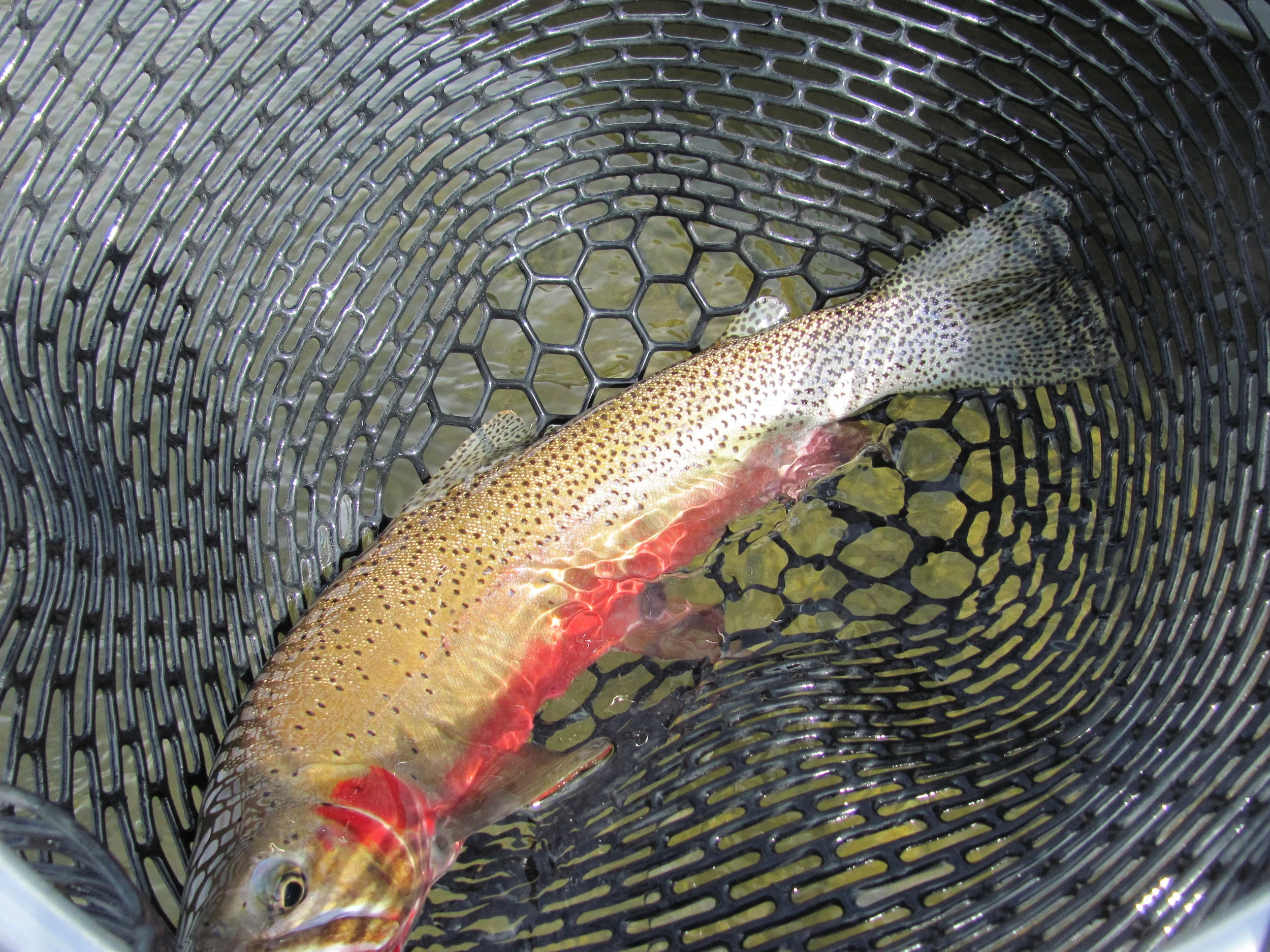 IMG_1645.JPG