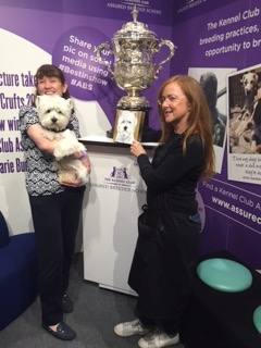 Painting Devon the westie,Winner of Crufts 2016
