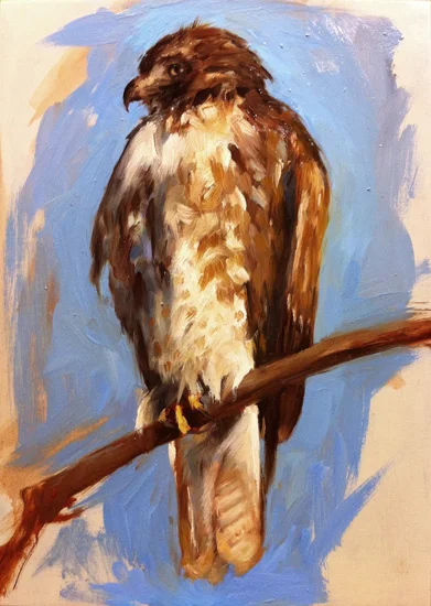 Red-tailed Hawk