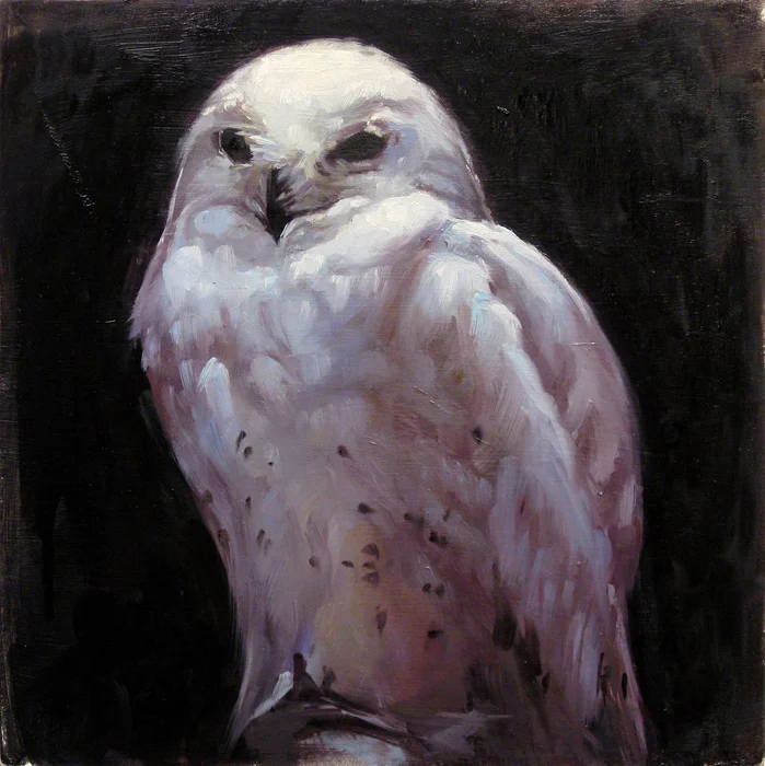 Snowy Owl