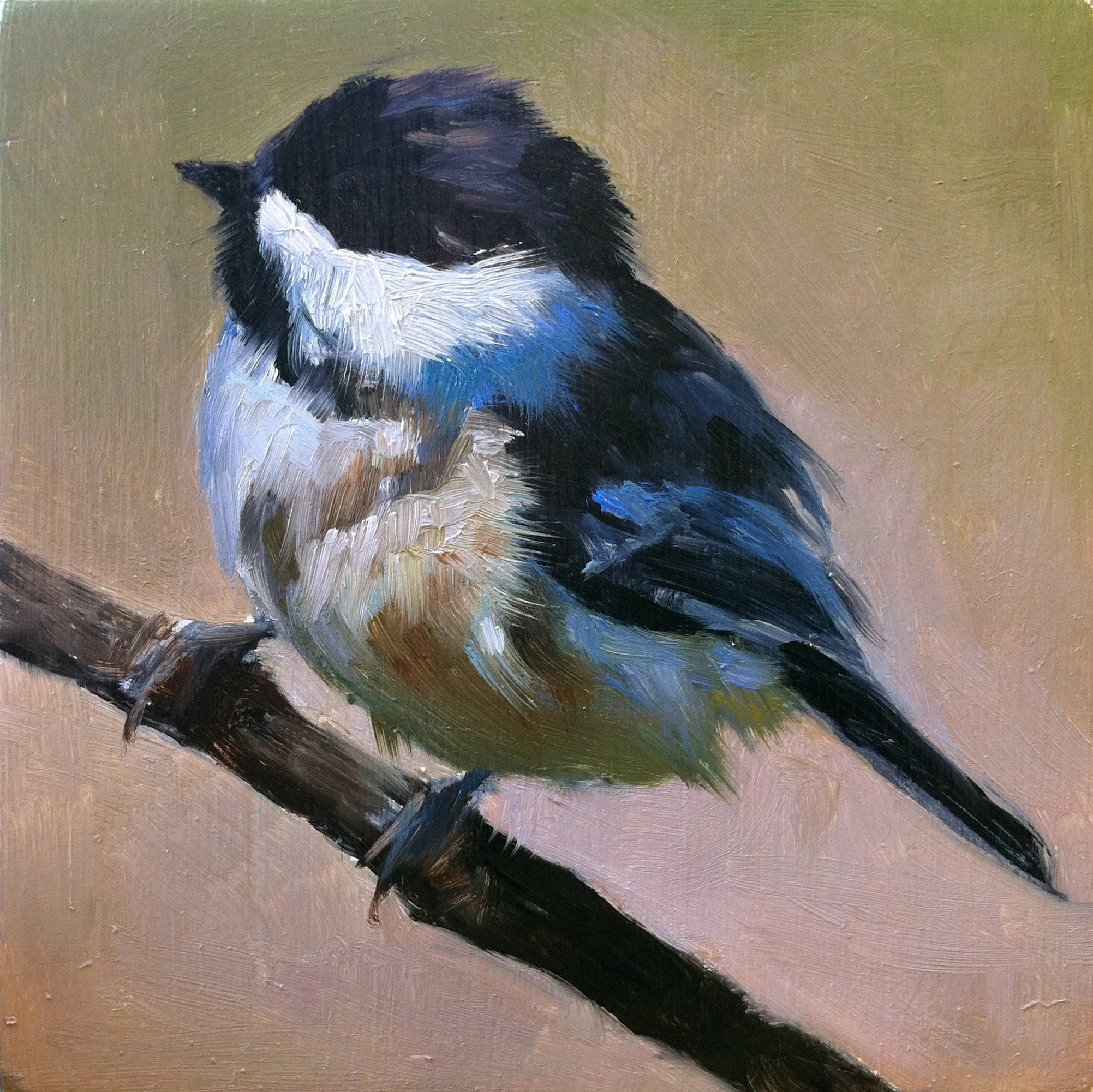 Black-capped Chickadee