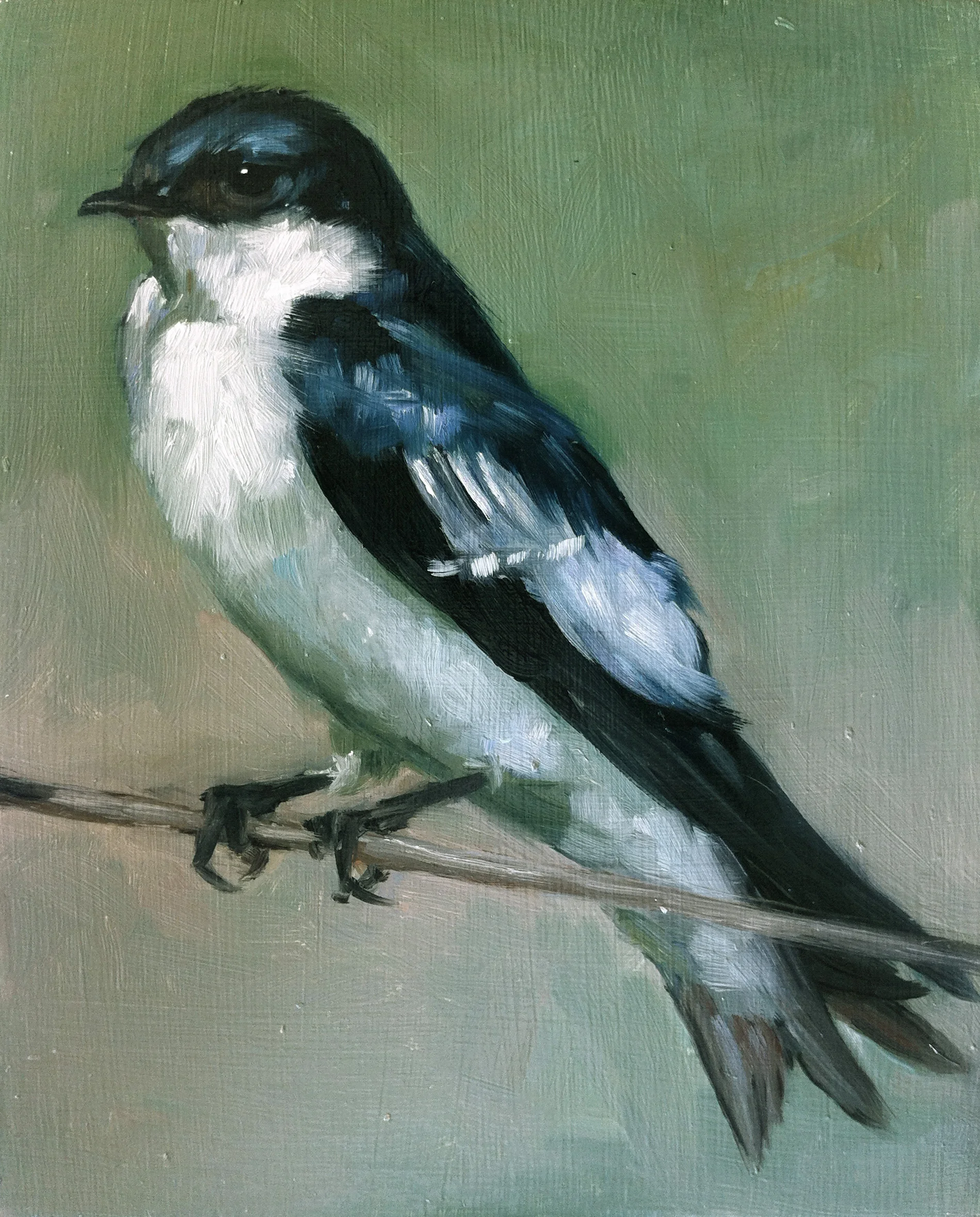 White-winged Swallow
