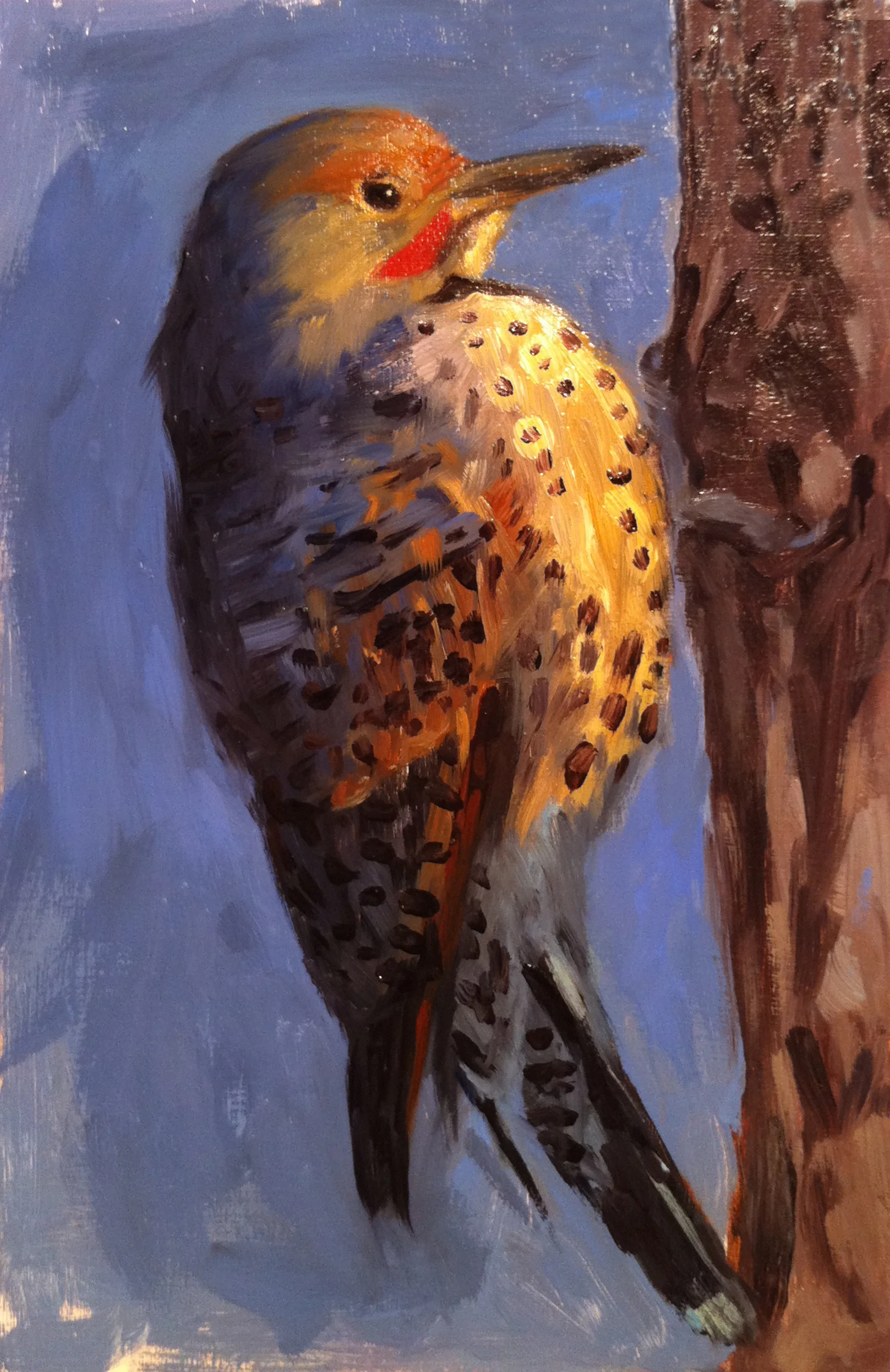 Northern Flicker