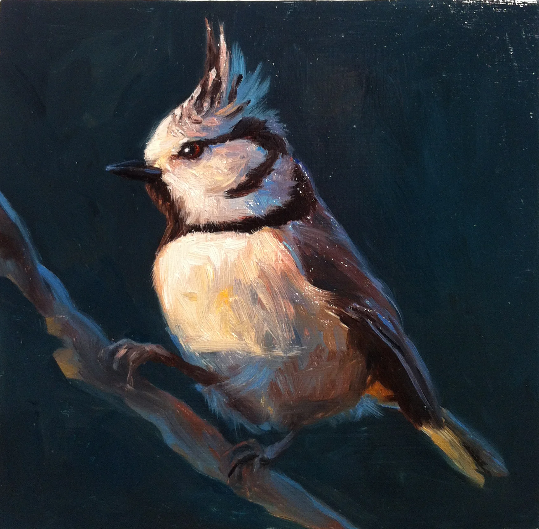 Crested Tit