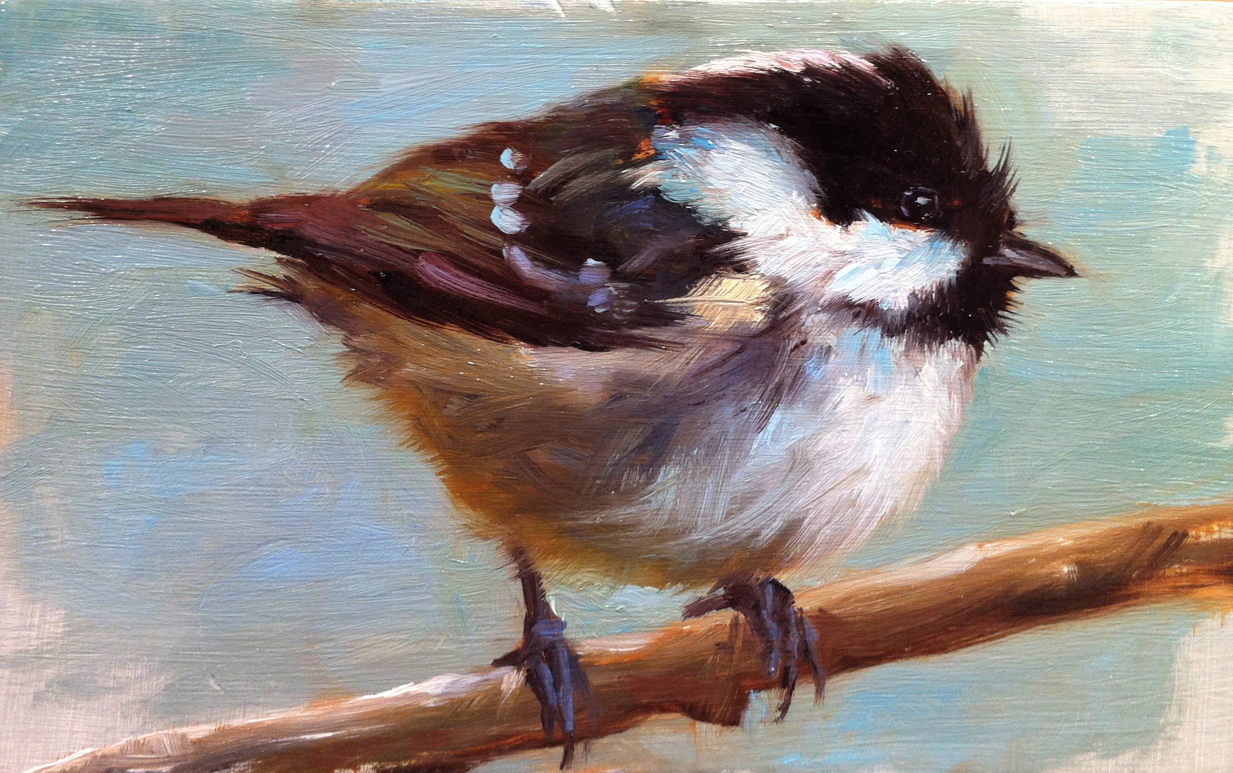 Coal Tit