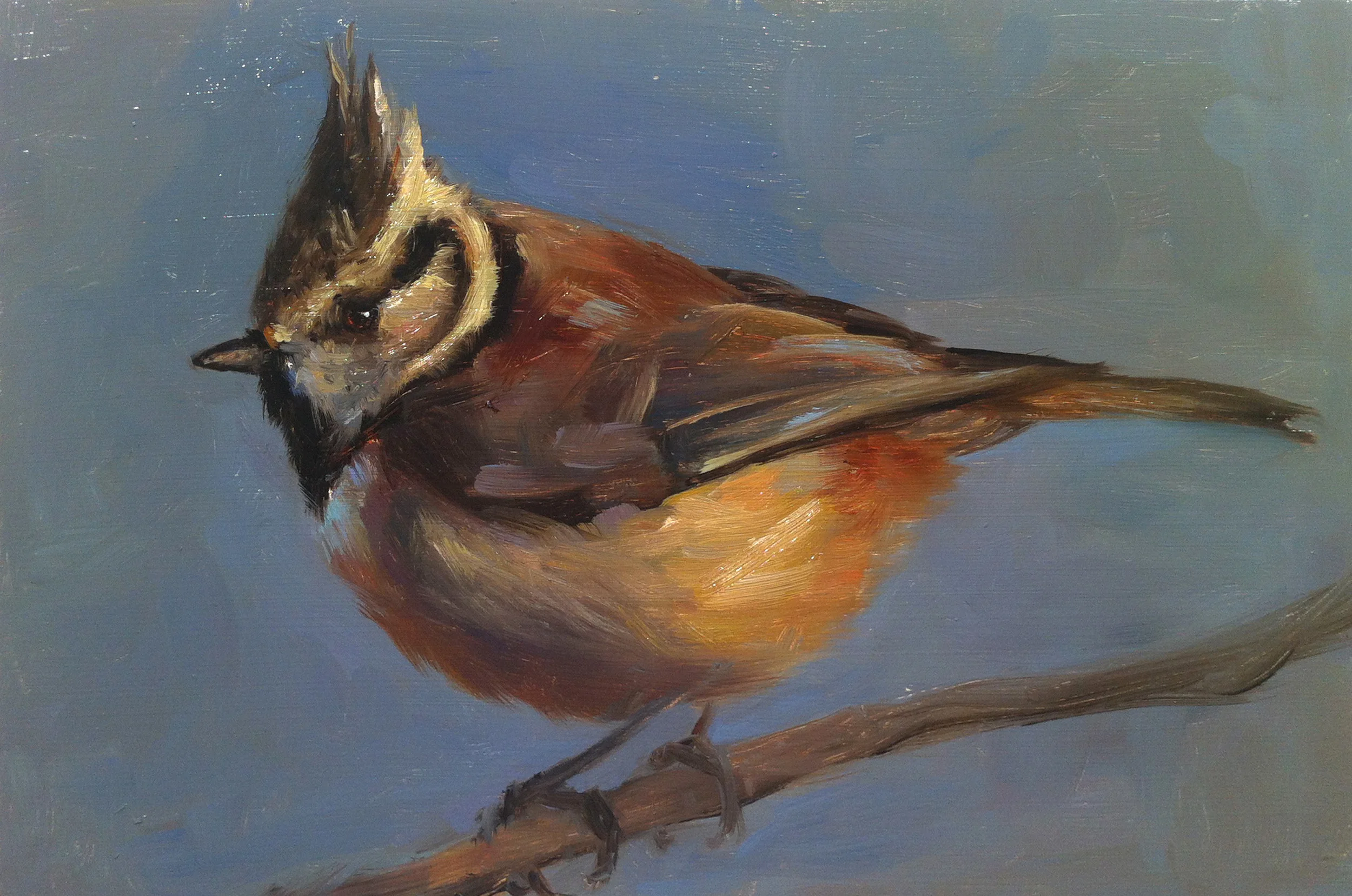Tufted Flycatcher