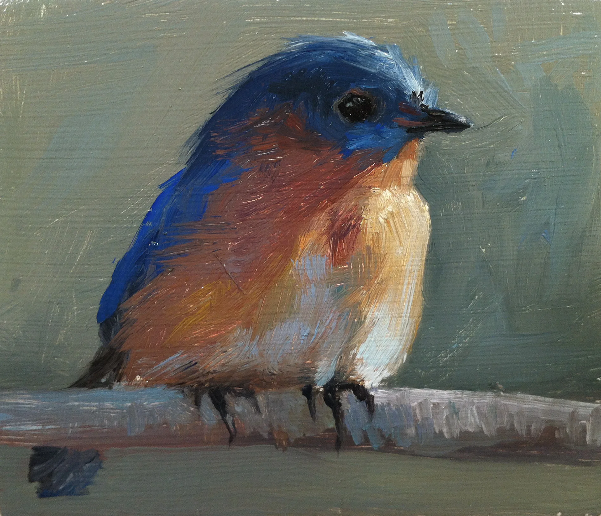 Baby Bluebird