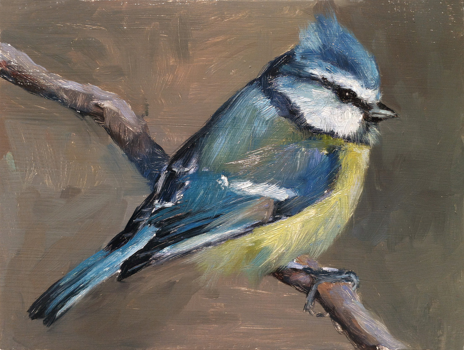 Blue Tit