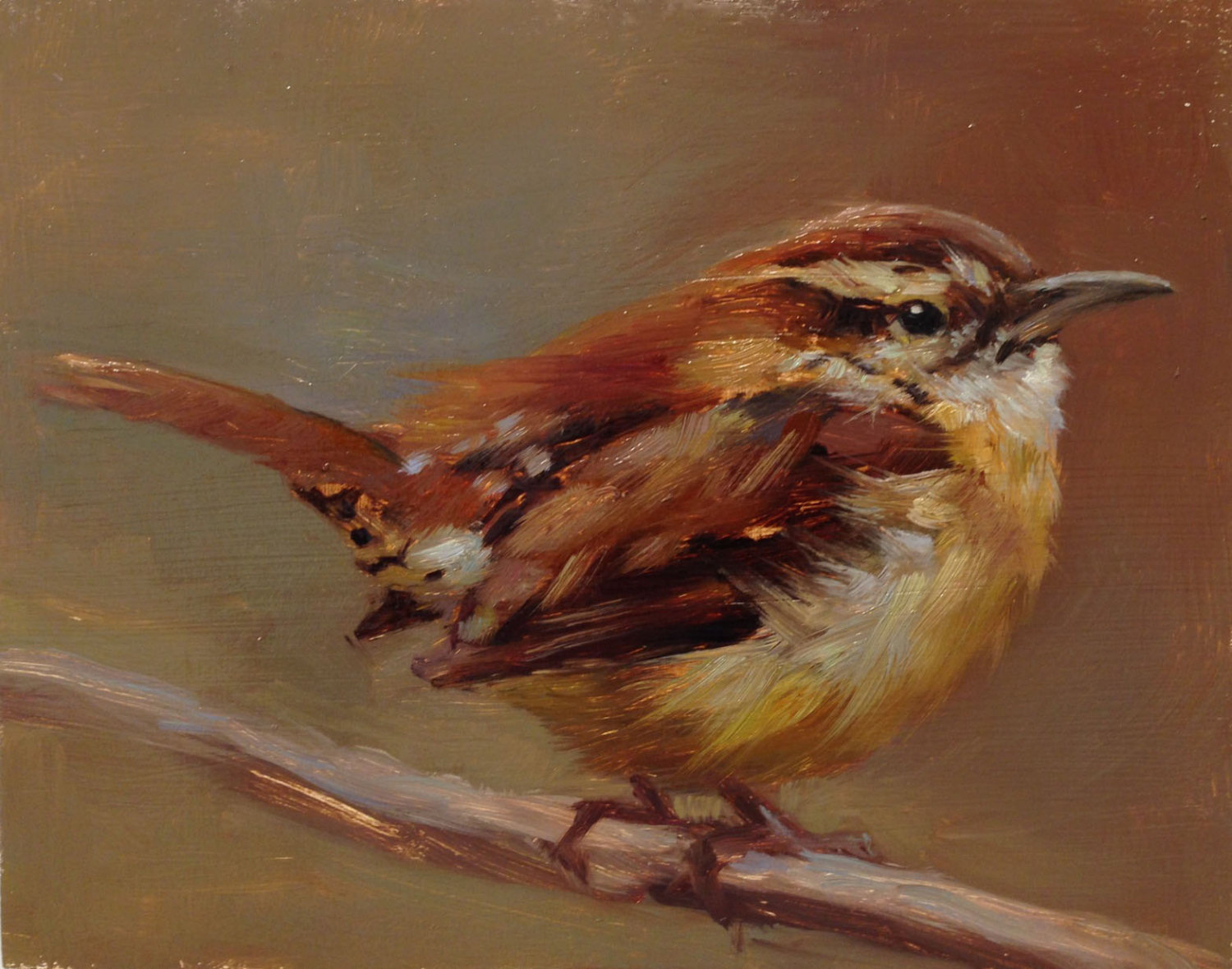 Carolina Wren