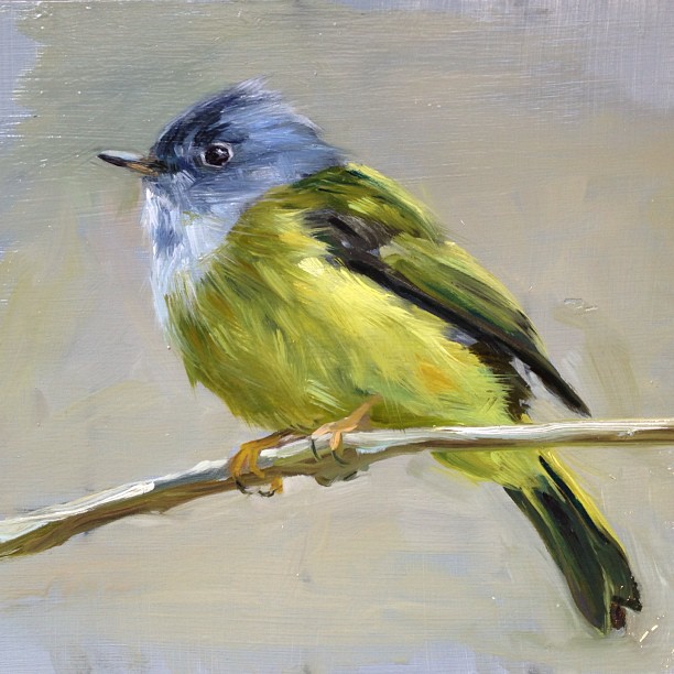 Canary Flycatcher