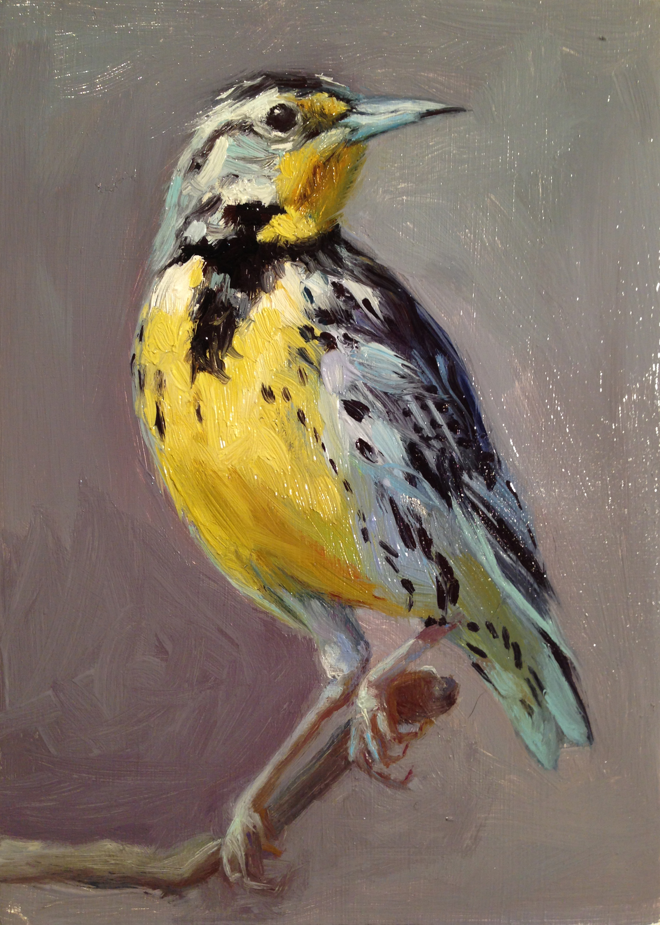 Meadowlark