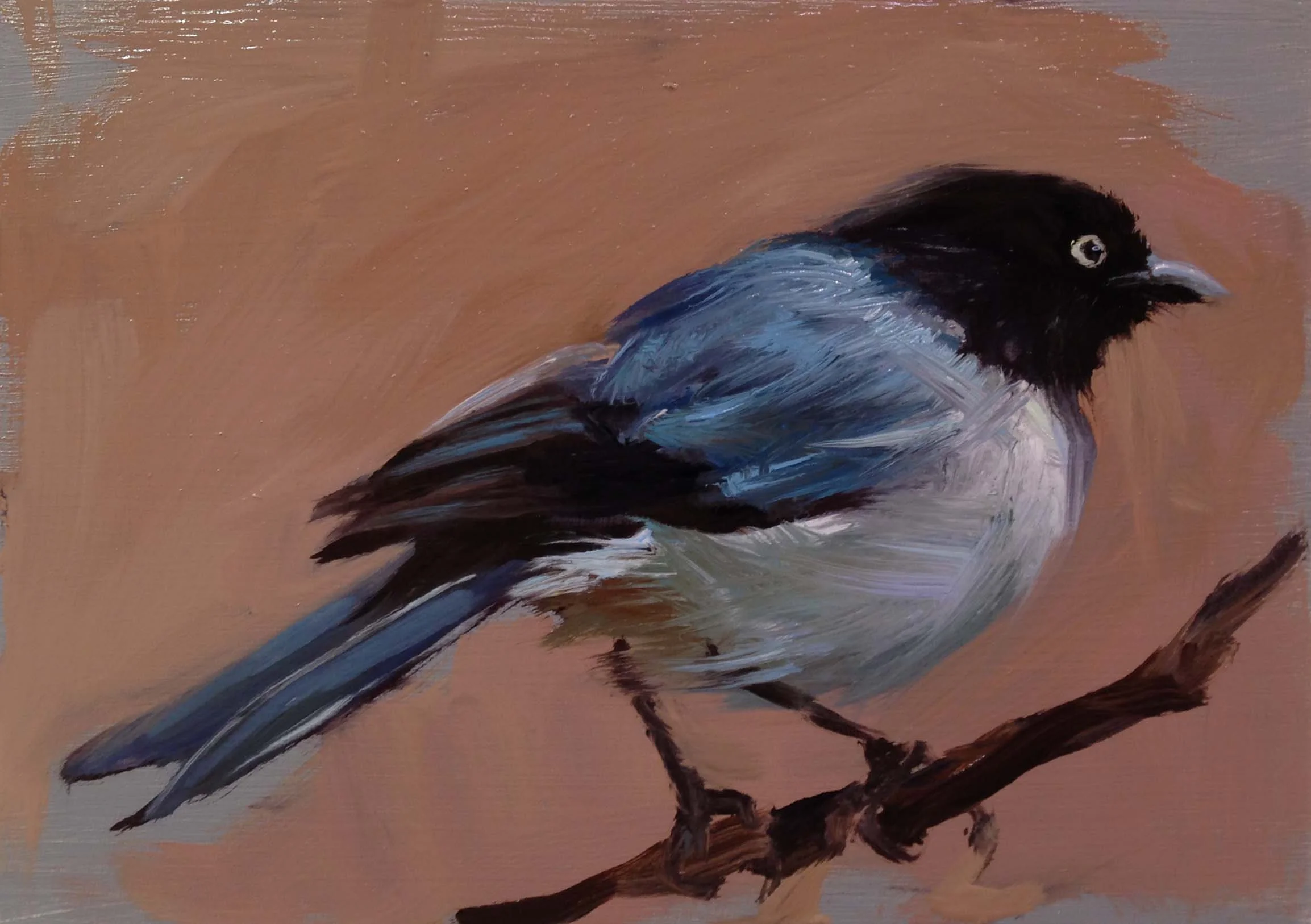 Black-headed Hemispingus