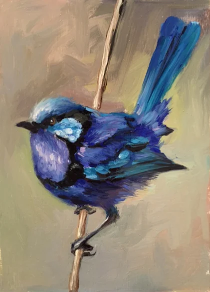 Splendid Fairy Wren
