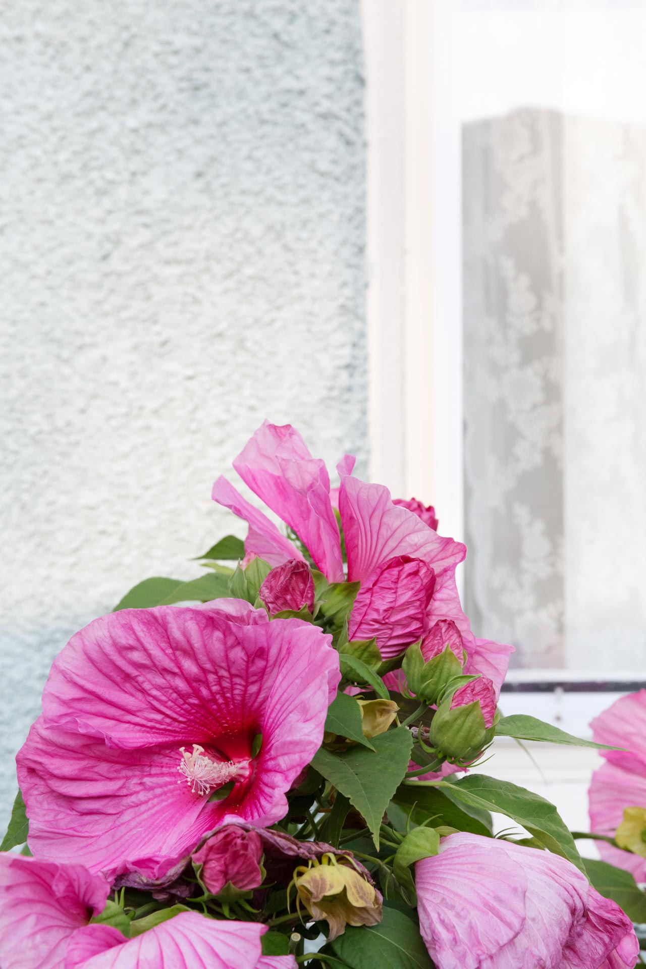 pink flowers from the garden of The Ferg vacation rental