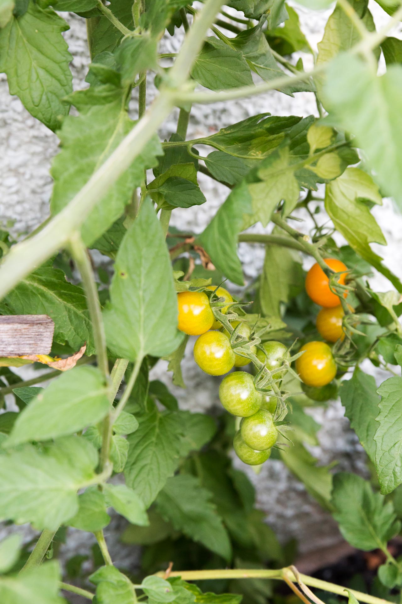 tomato plant in the garden at The Ferg