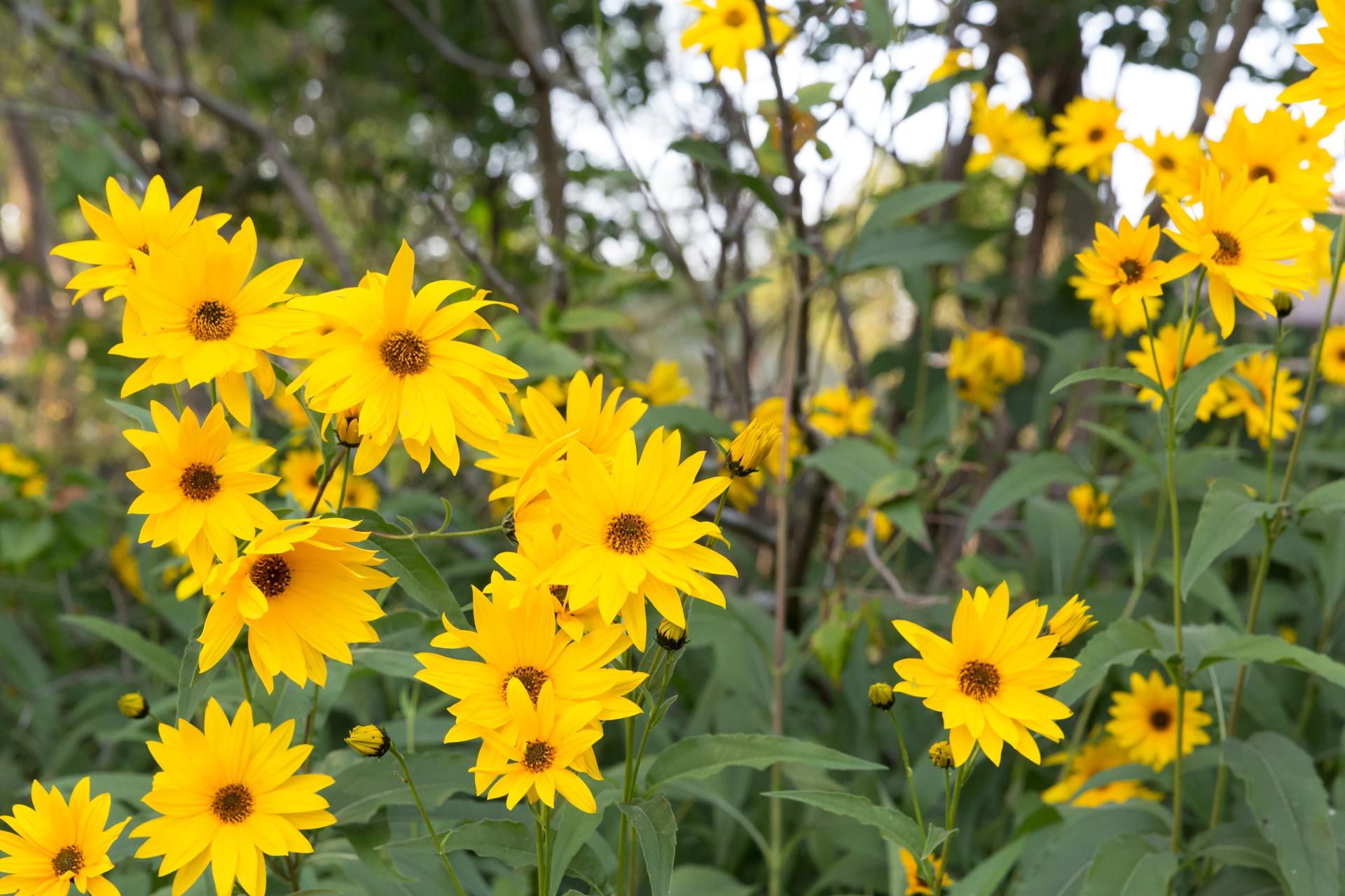 yellow flowers in The Ferg garden