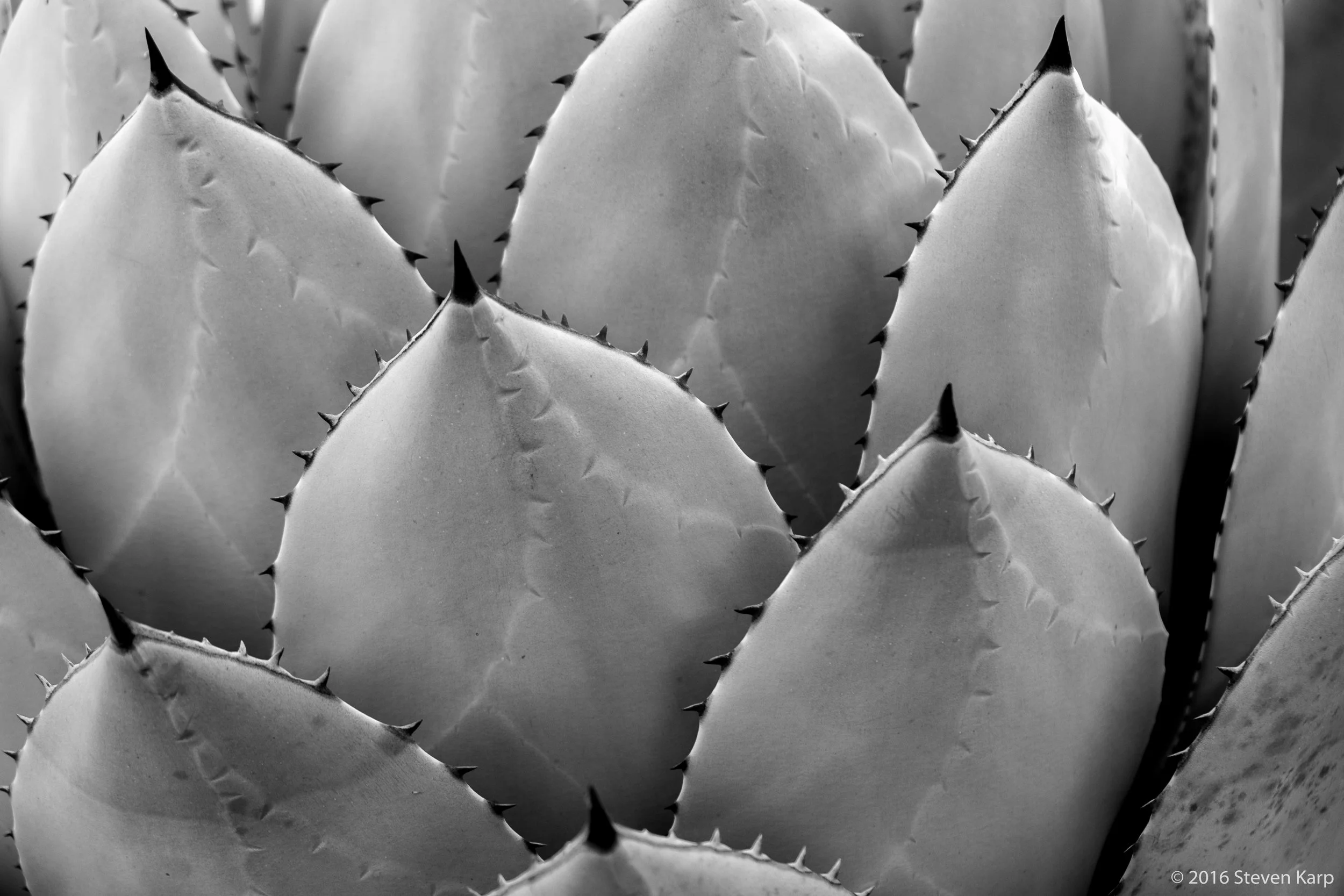 Cactus or Succulent