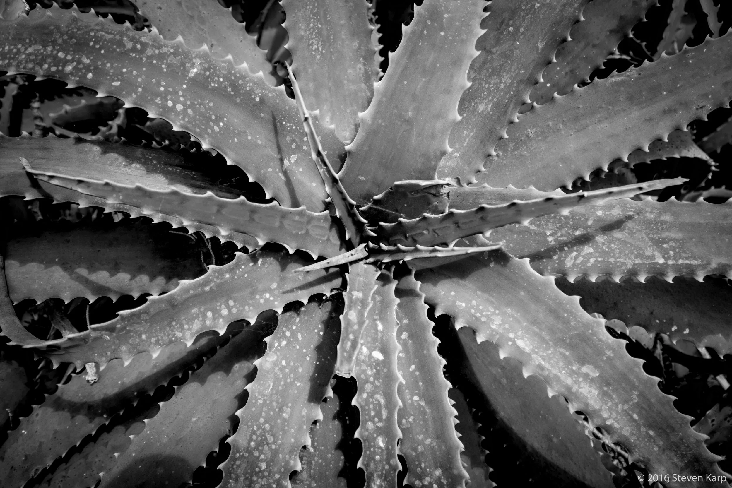 Cactus- Succulent
