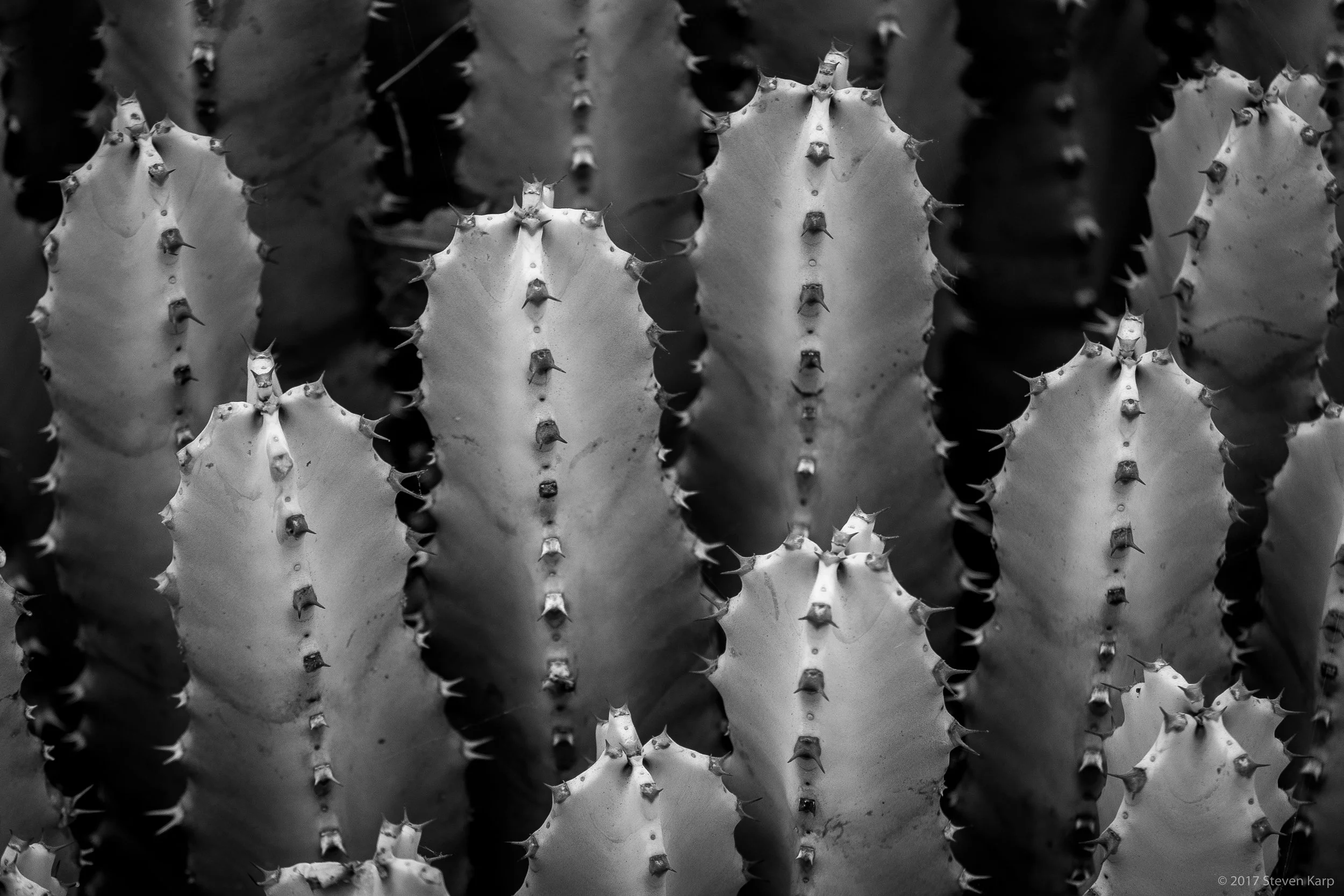 Cactus, Arizona Cactus Garden