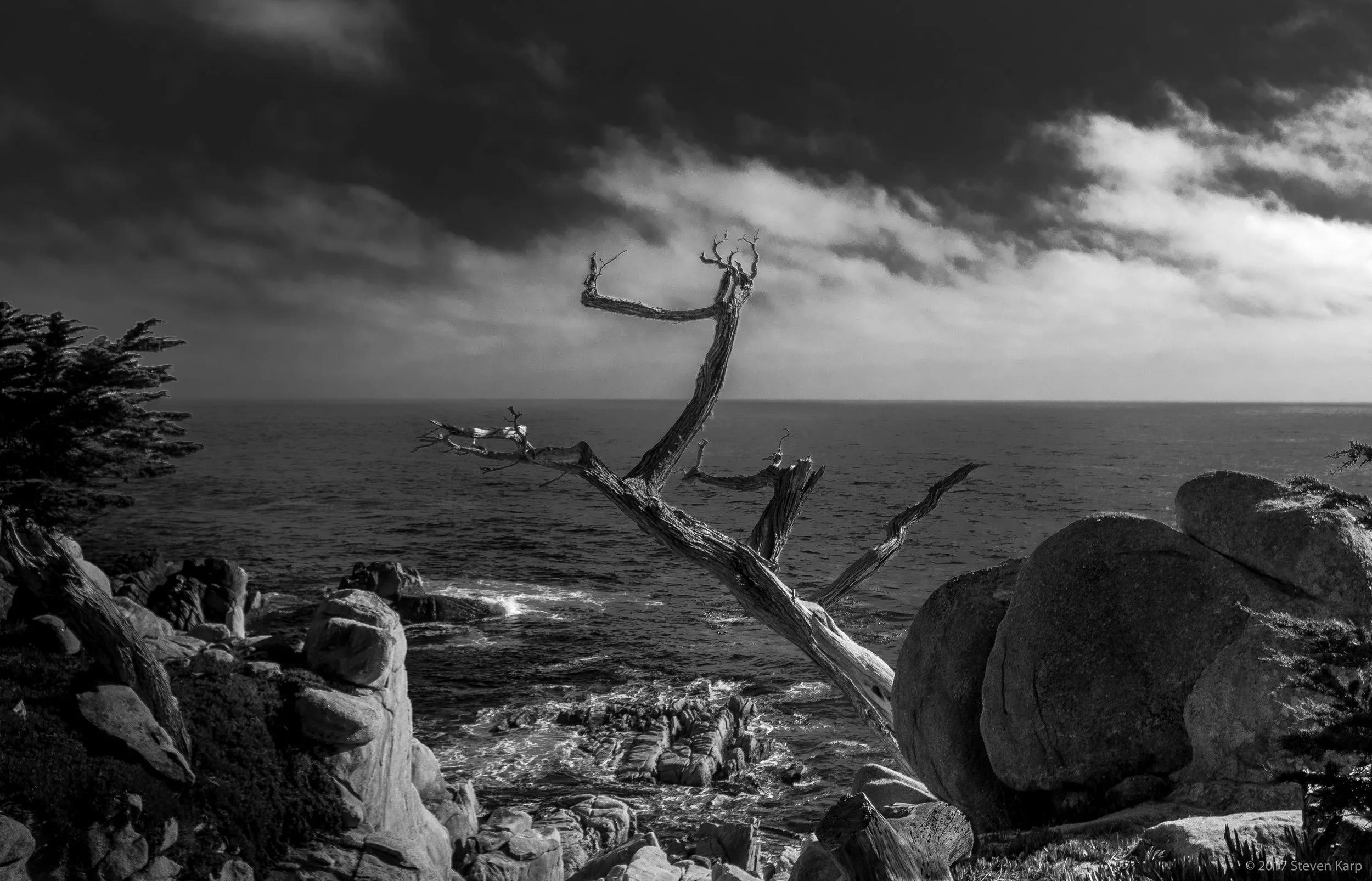 Ghost Tree