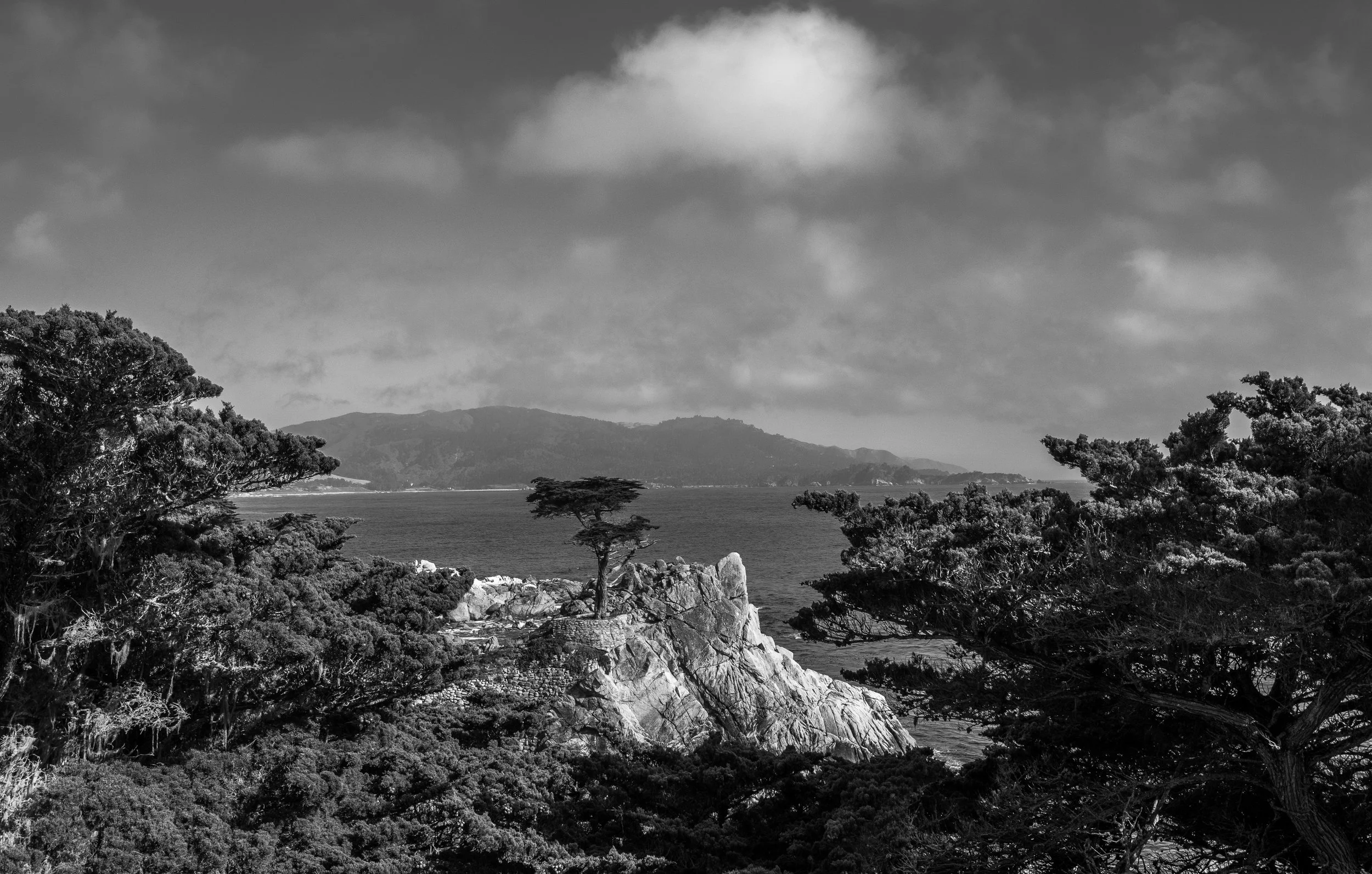 Lone Cypress