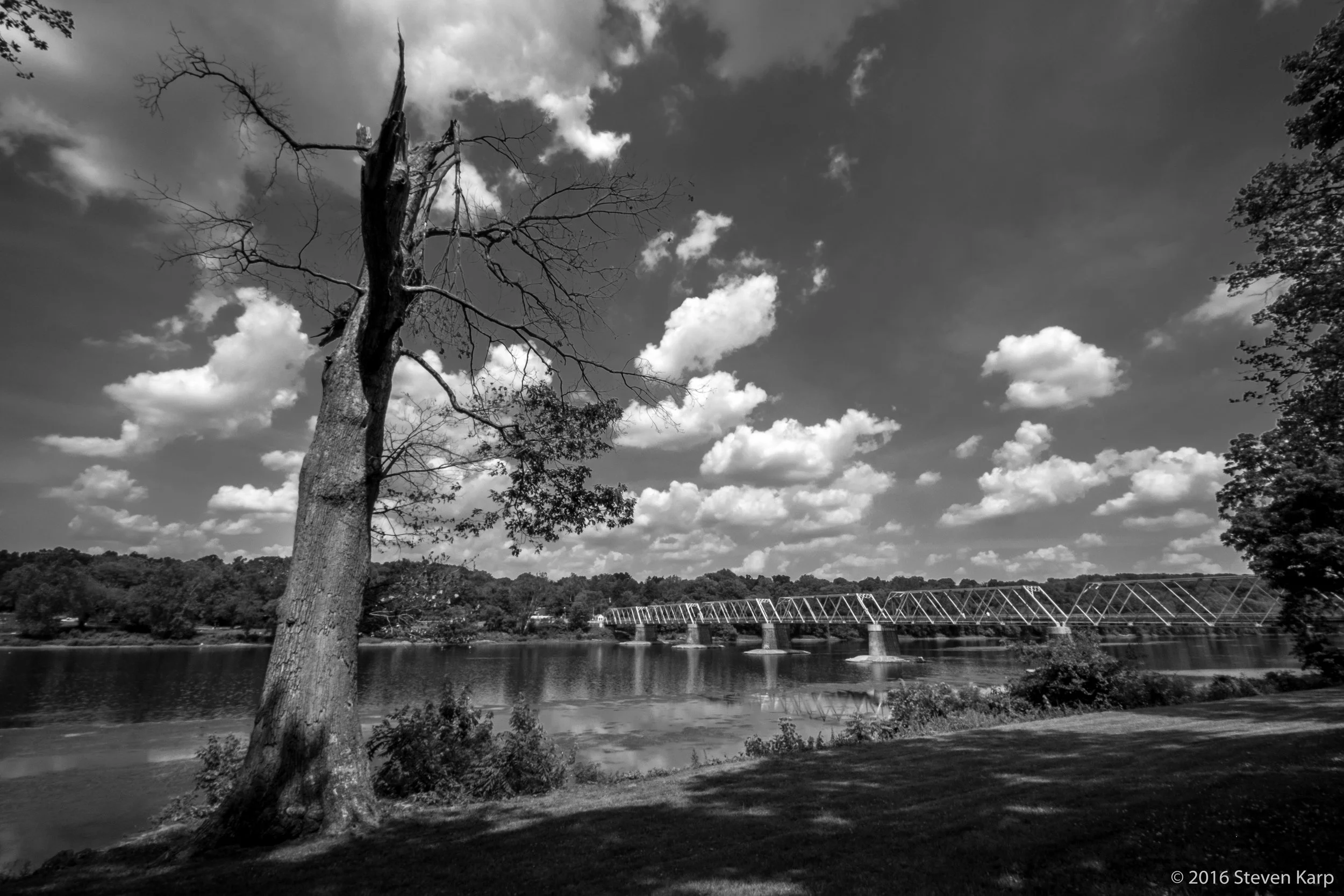 Dying Tree 2016