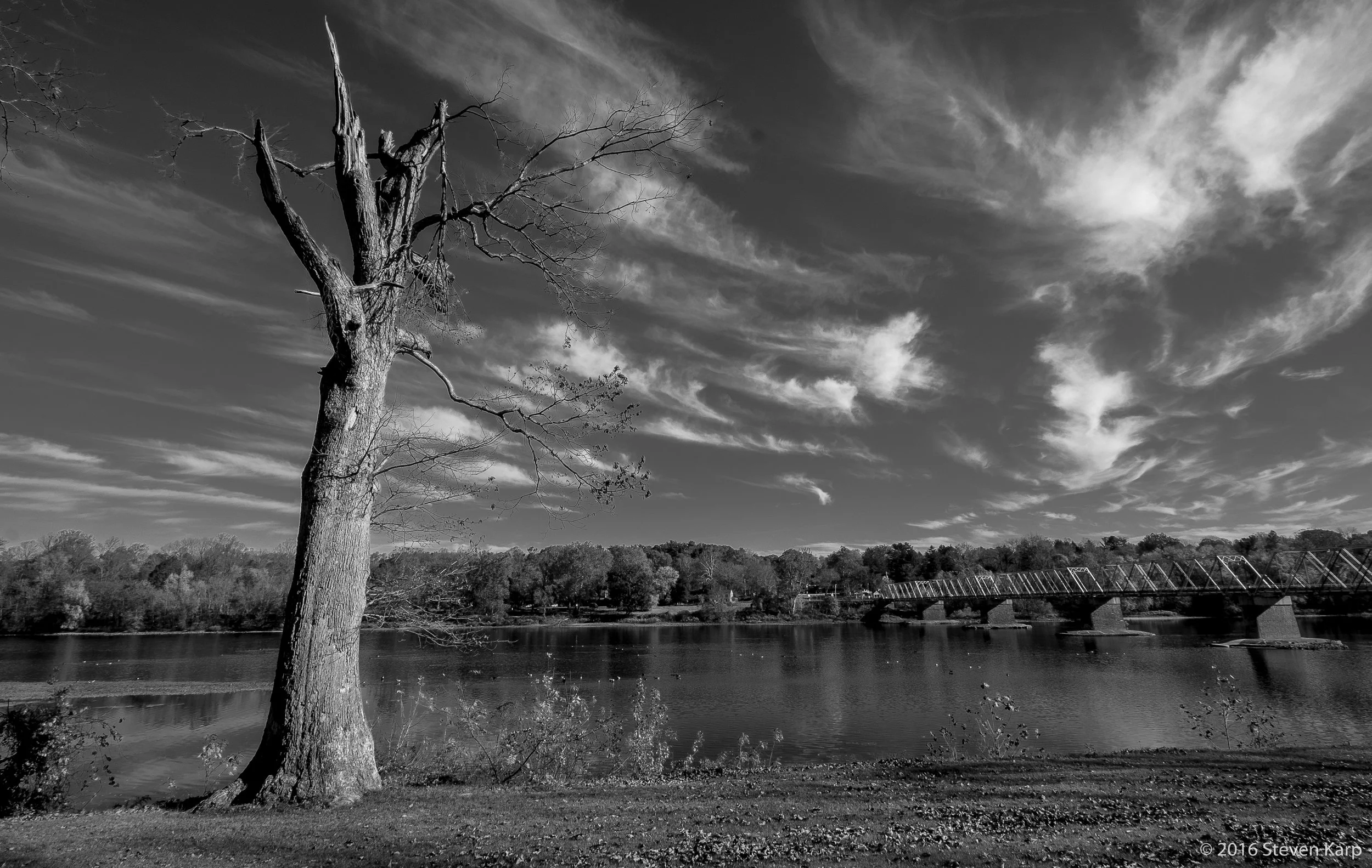 Dying Tree November 2016