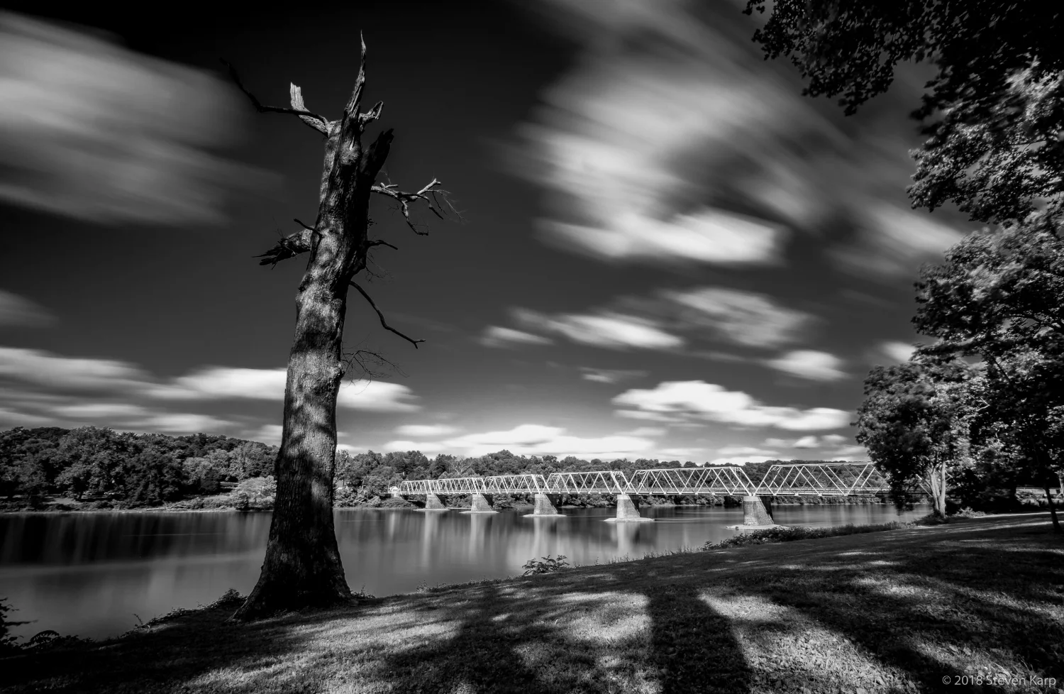Dead Tree, June, 2018