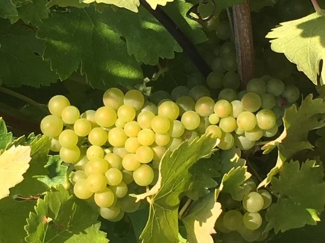 ViognierCluster_Aug_2018.jpg