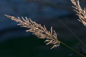 wheat.jpeg