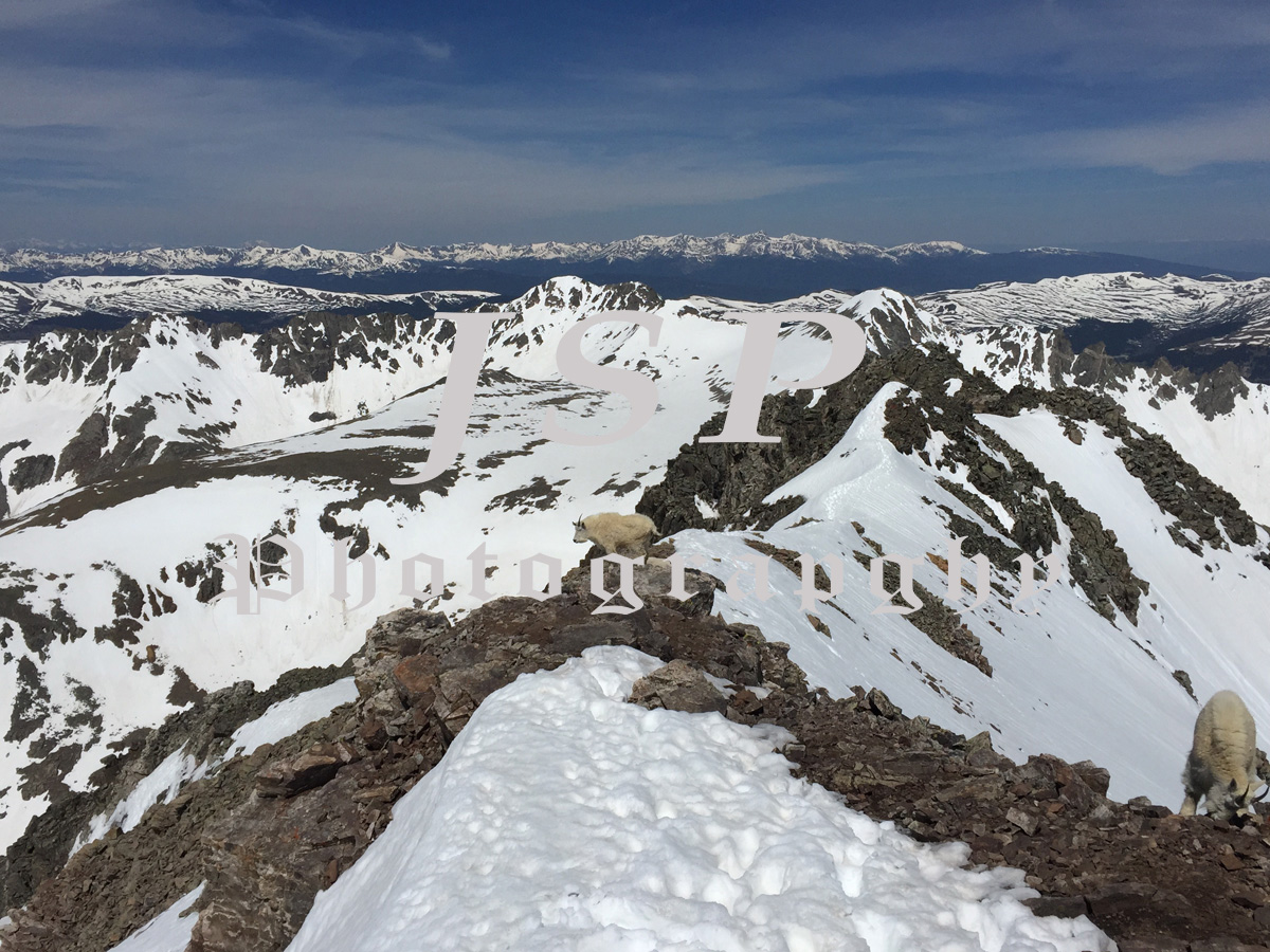 Goat on Quandary Peak